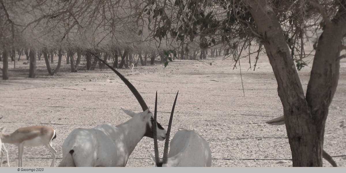 Sir Baniyas Island