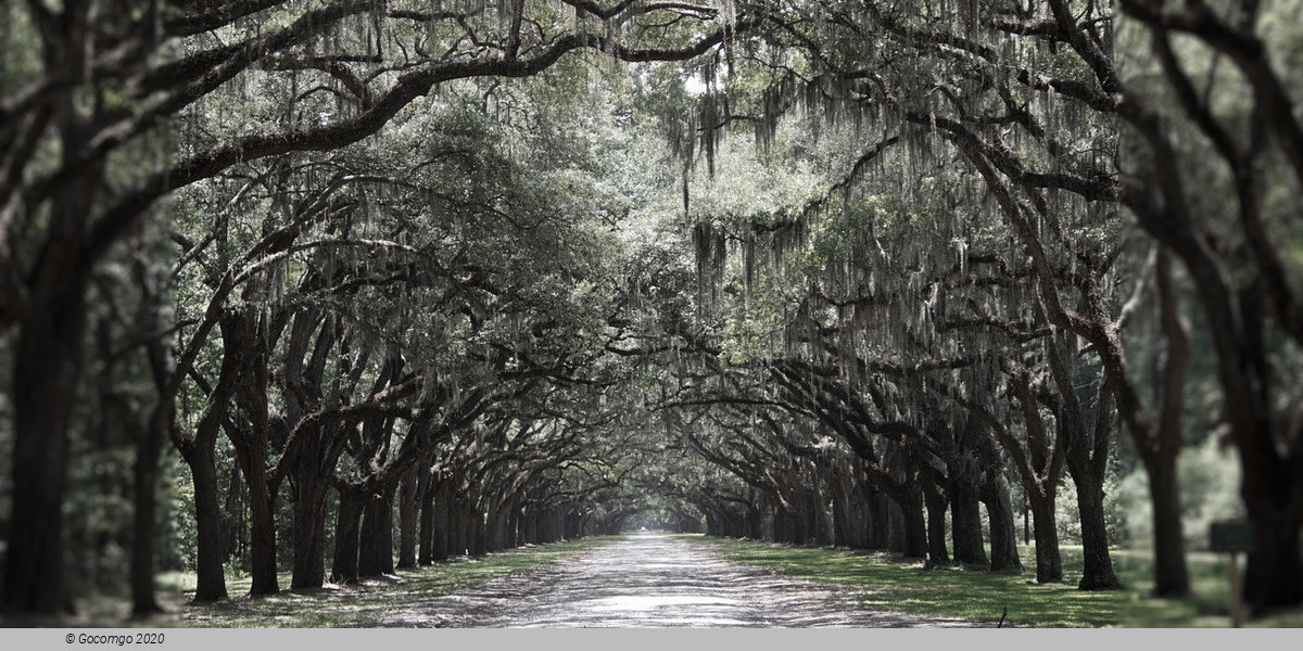 Savannah