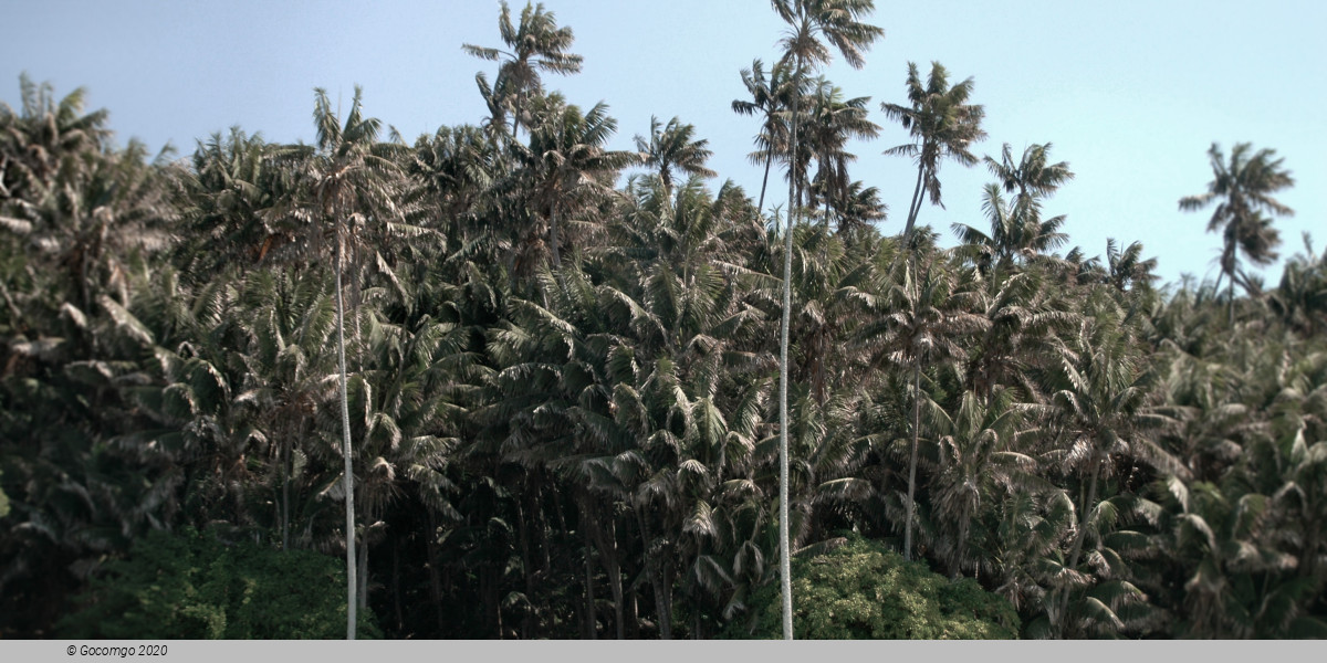 Palmtree Island