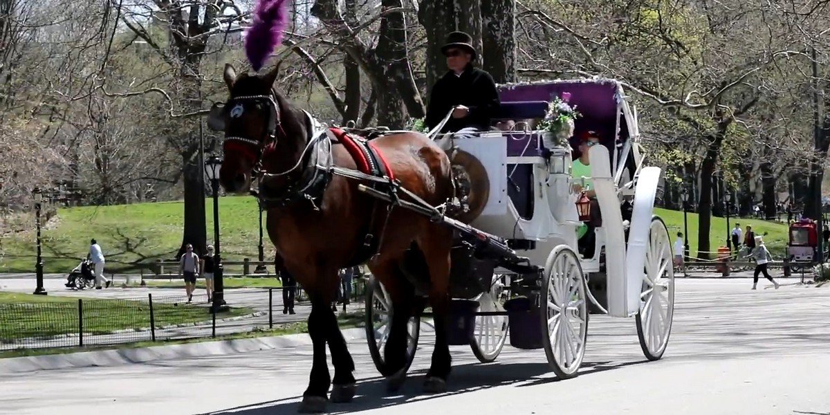 Central Park Horse Carriage Ride (since 1979 ™), photo 1