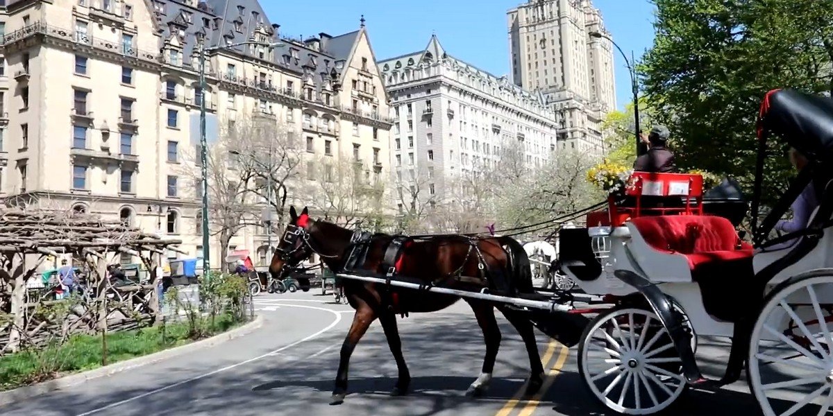 Central Park Horse Carriage Ride (since 1979 ™), photo 2
